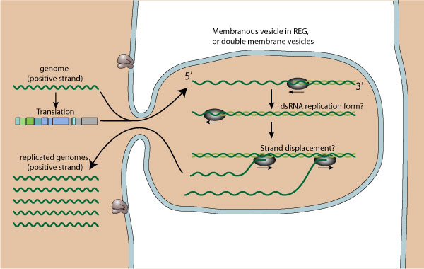 Rna Virus Replication Transcription Viralzone