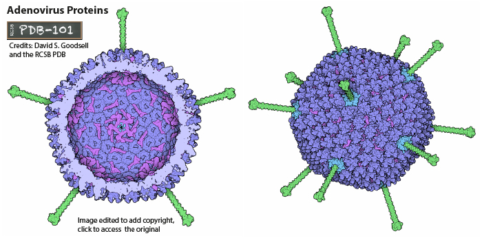 Грипп аденовирус. Аденовирус строение. Аденовирус строение вириона. Аденовирус строение вируса. Респираторные аденовирусы (Adenoviridae).