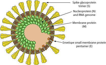 Alphacoronavirus ~ ViralZone