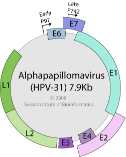 Human papillomavirus genome size. Respiratory papillomatosis