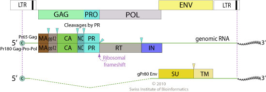 Alpharetrovirus Viralzone Page