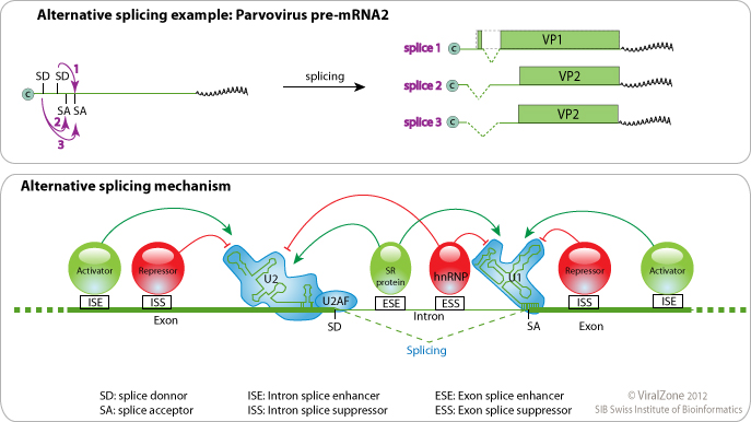 The role played by alternative splicing in antigenic variability in