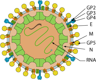 Deltaarterivirus ~ ViralZone