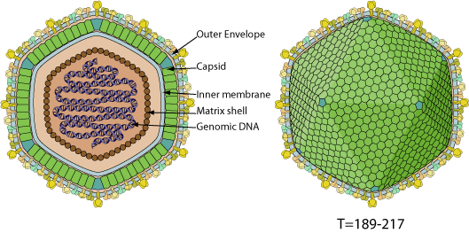 Asfarviridae ~ ViralZone