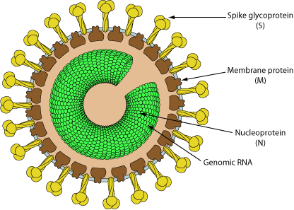 Bafinivirus ~ ViralZone