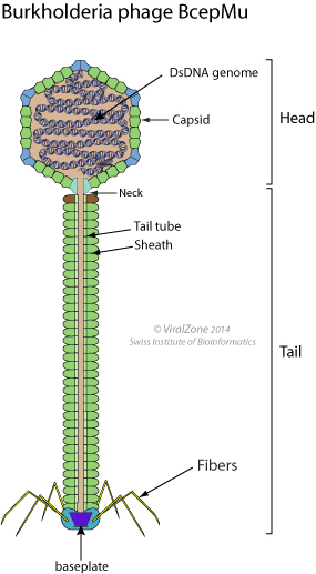 Bcepmuvirus ~ ViralZone