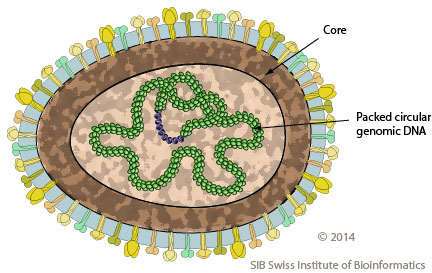 Betaguttavirus ~ ViralZone