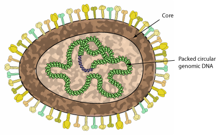 Betaguttavirus ~ ViralZone