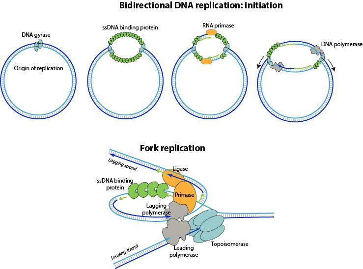 Dsdna Fork Replication Viralzone