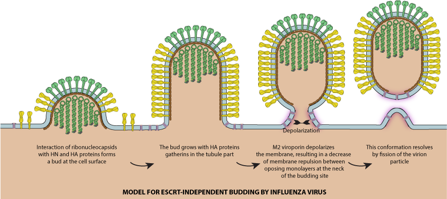 Sindbis Virus Budding via viroporin ViralZone page