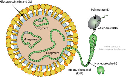 Peribunyaviridae ~ ViralZone page