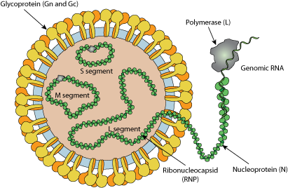 Bandavirus ~ ViralZone