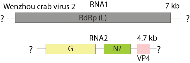Chuvivirus ViralZone