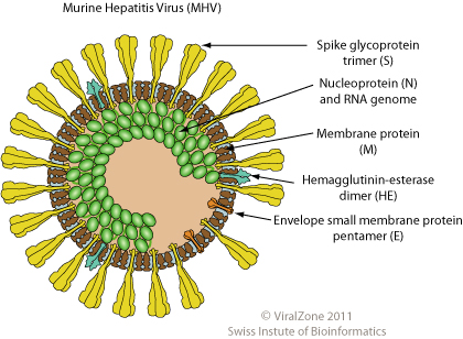 Deltacoronavirus ~ ViralZone