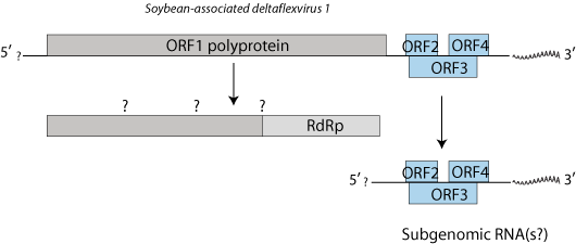 Deltaflexivirus ~ ViralZone