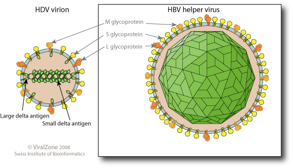 Deltavirus ~ ViralZone page