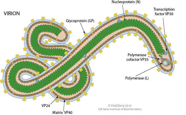 Filoviridae ~ ViralZone