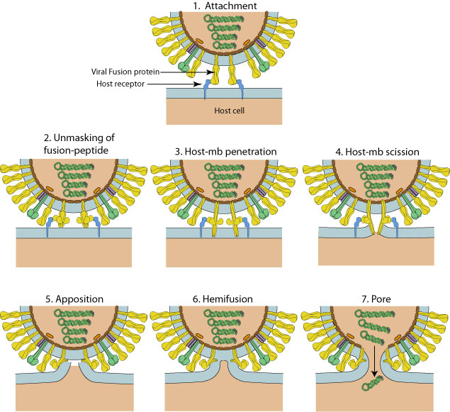 Viral Membrane Fusion