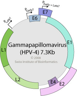 papillomavirus genome size