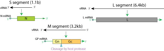 Goukovirus ~ ViralZone