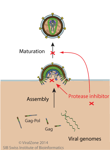 Реферат: Protease Inhibitors Essay Research Paper Protease inhibitors