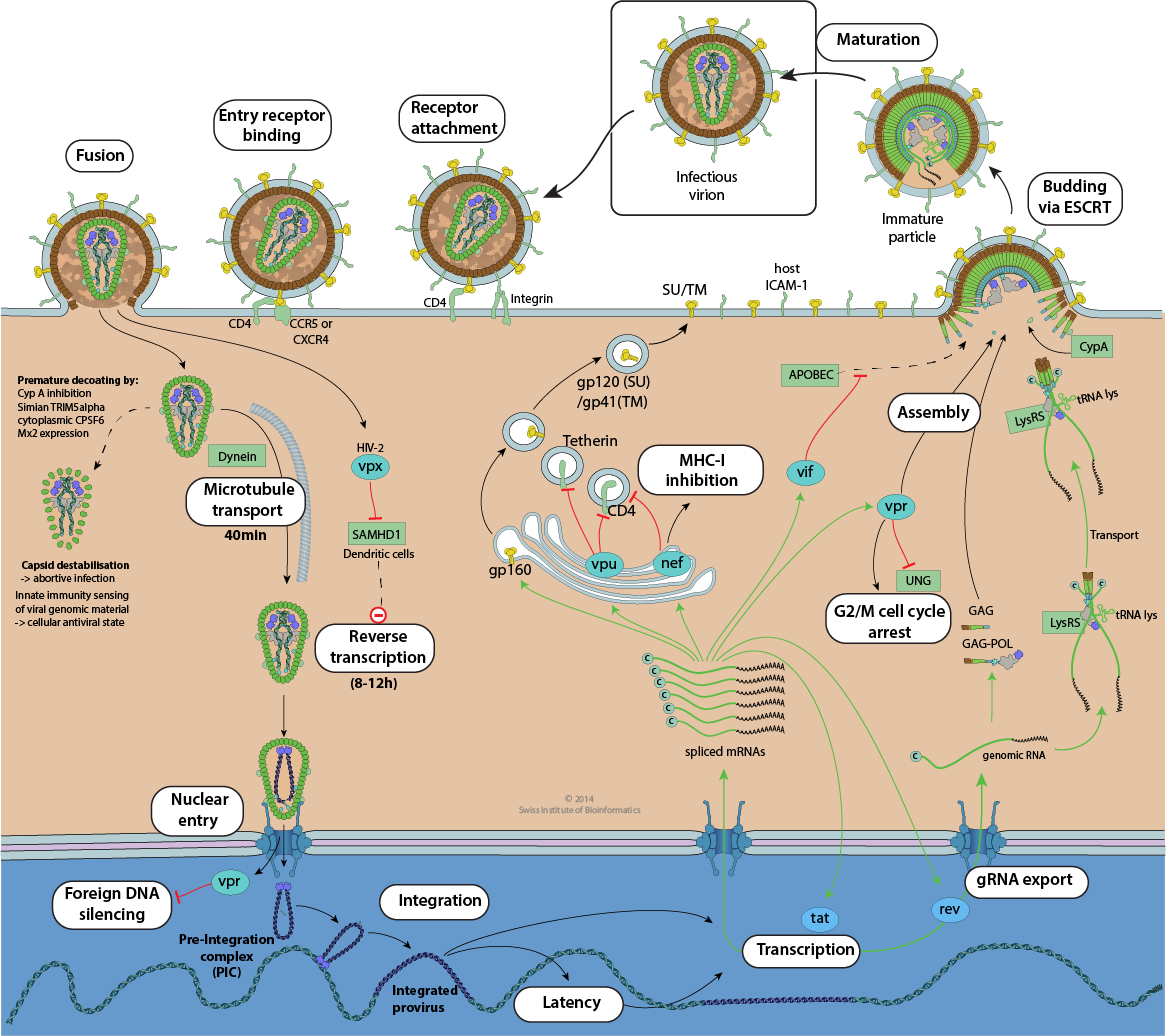 HIV  cycle ViralZone page