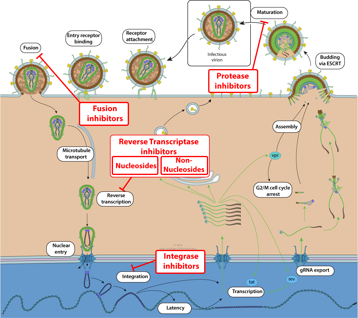 hiv life cycle and drug targets