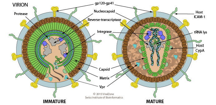 Human Immunodeficiency Virus 1 Viralzone