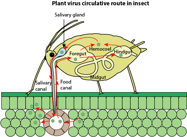 plant virus vectors
