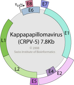 papillomaviridae viralzone)