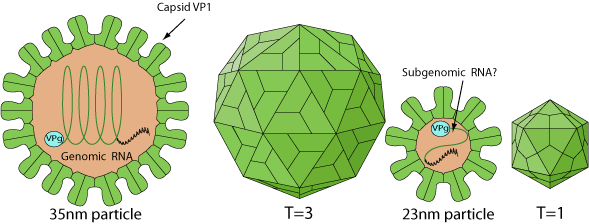 リ*ウ様 Reve_TOXIC R460◇Virus COMPO Lagovirus ~ ViralZone