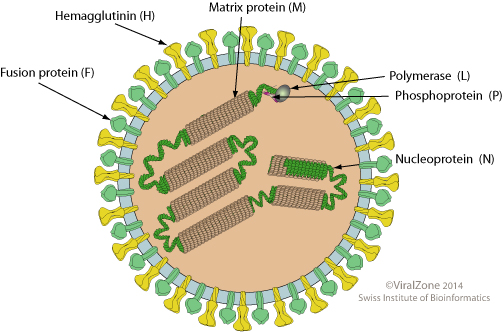 Measles Structure Morbillivirus ViralZone page