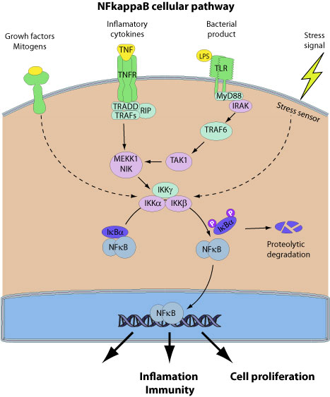 NFkappaB modulation ~