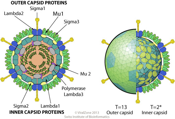 Orthoreovirus ~ ViralZone page diagram structure of a cell 