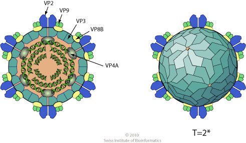 Oryzavirus ~ ViralZone page