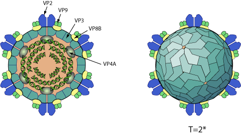 Oryzavirus ~ ViralZone