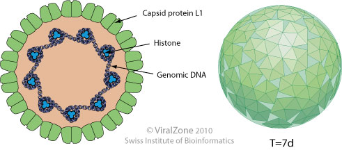 DNS hpv papilloma humán genotipizáló vírus