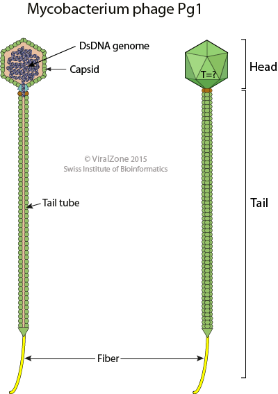 Viralzone