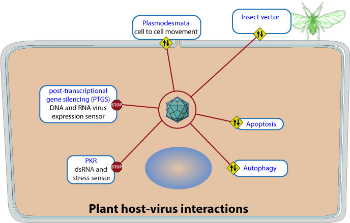Diagram Of A Plant Virus Image collections - How To Guide 