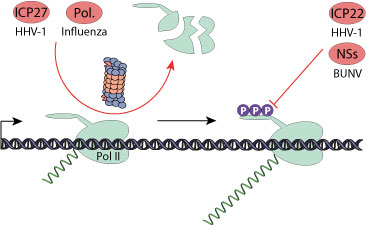 rna polymerase