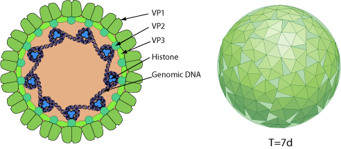【限定150】ホアンコルネラ 「Humans Are A Virus」 【模写】 Exosomal release of the virus-encoded chemokine receptor