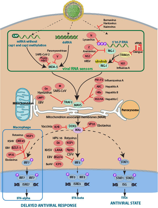 Inhibition of host RLR pathway by virus ~ ViralZone page