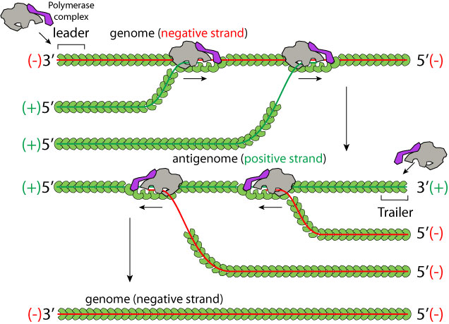 Negative Stranded RNA Virus Replication ViralZone