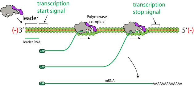 ppt-replication-of-negative-sense-rna-virus-monopartite-powerpoint