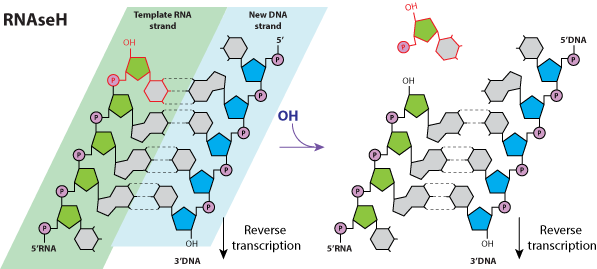 Rnase H