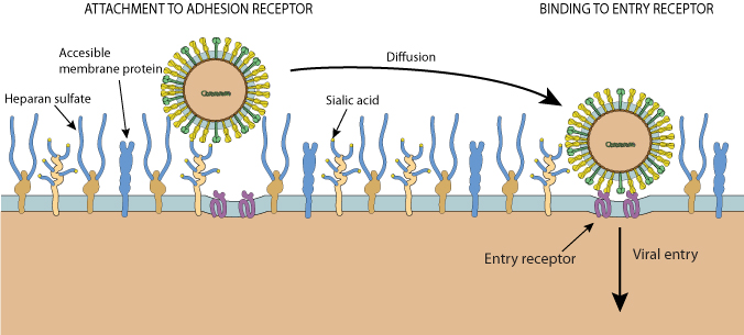 Viral attachment to host cell ~ ViralZone