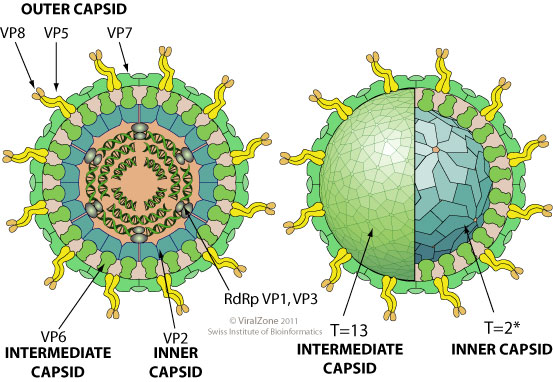 Virusi rota, Virusul sincitial respirator și rotavirus la copii: simptome și metode de prevenire