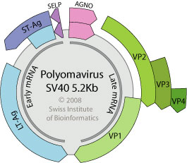 Betapolyomavirus ~ ViralZone