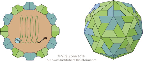 Chipolycivirus ~ ViralZone