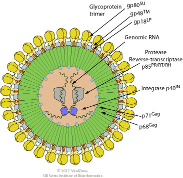 Simiispumavirus ~ ViralZone